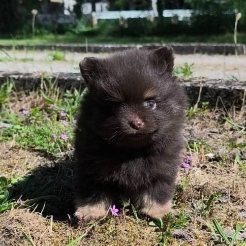 Petite femelle spitz à réserver #4