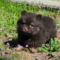 Petite femelle spitz à réserver #0