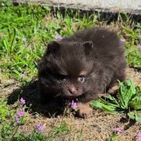 Petite femelle spitz à réserver #5