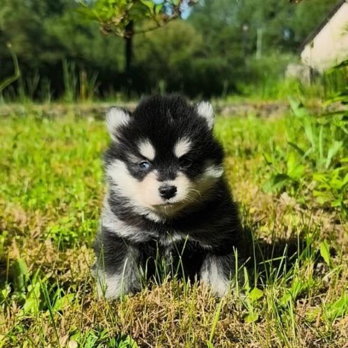 Chiot mâle pomsky f4 à réserver