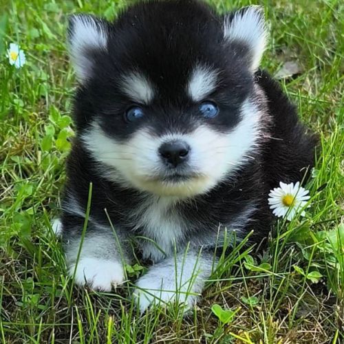 Chiots femelles pomsky f4 à réserver