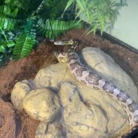 Serpent des blé adulte à donner #3