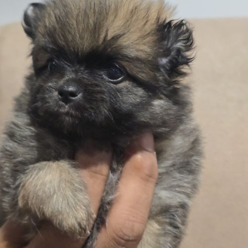 Chiots spitz nains #0