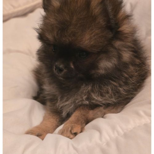 Chiots spitz nains #2
