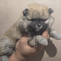 Chiots spitz nains #1