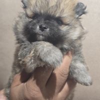Chiots spitz nains #2