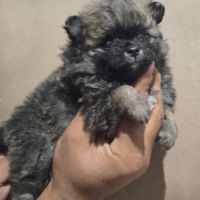 Chiots spitz nains #3