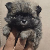 Chiots spitz nains #4