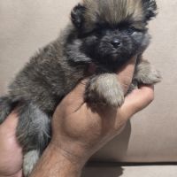 Chiots spitz nains #6