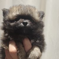 Chiots spitz nains