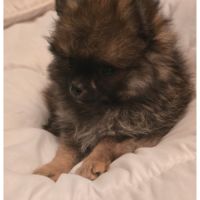 Chiots spitz nains #2