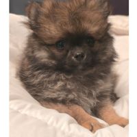 Chiots spitz nains