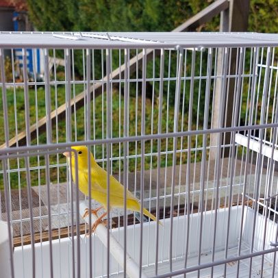 Canaris femelles
