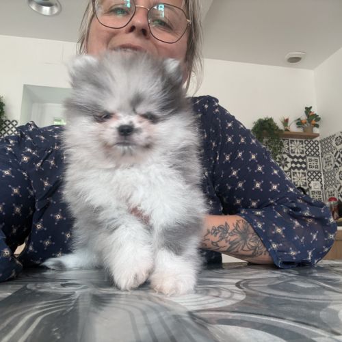 Spitz nain bleu merle #3