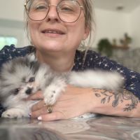 Spitz nain bleu merle