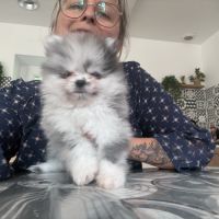 Spitz nain bleu merle #3