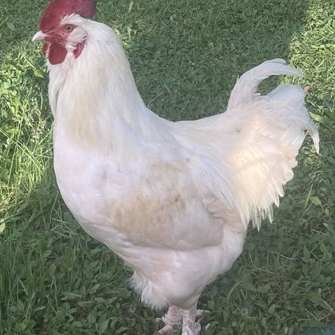 Très beau coq de brahma