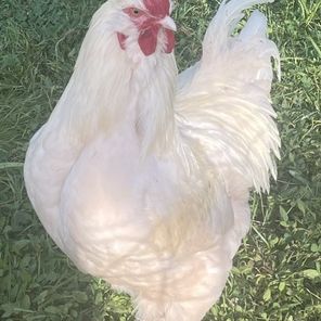 Très beau coq de brahma #2
