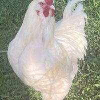 Très beau coq de brahma #2