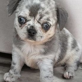Chihuahua bleu merle exotique #2