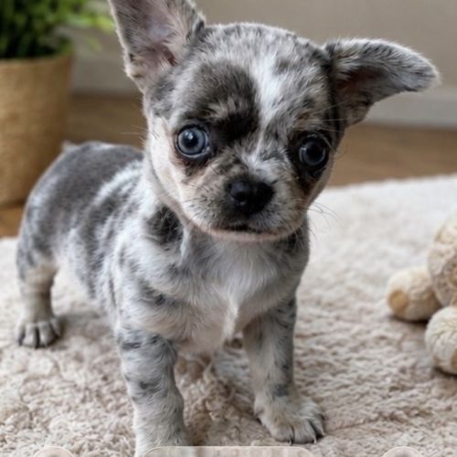 Chihuahua bleu merle exotique #0