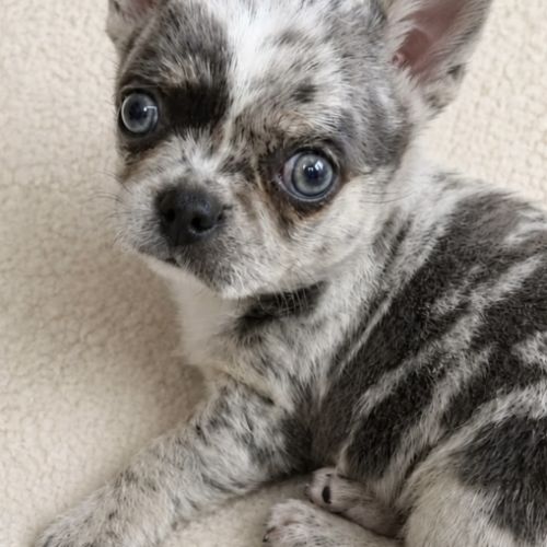 Disponible chihuahua bleu merle exotique