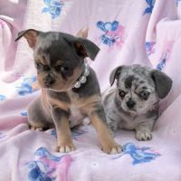 Chihuahua bleu merle exotique