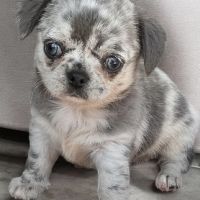 Chihuahua bleu merle exotique #2