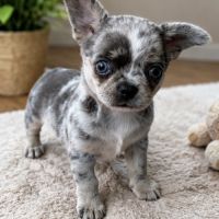 Chihuahua bleu merle exotique
