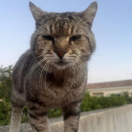 Chat fripouille
