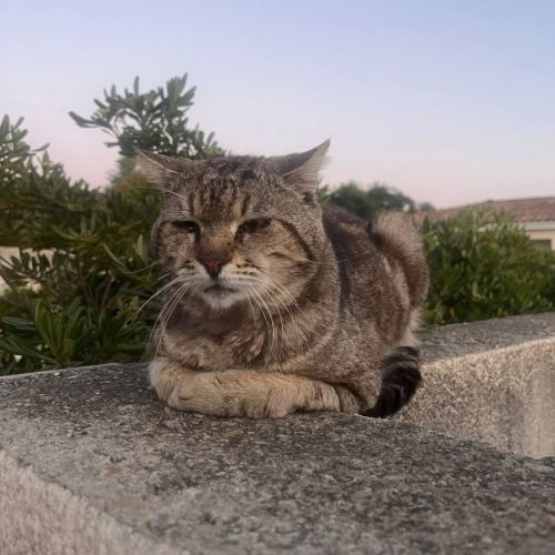 Chat fripouille #2