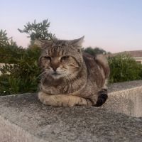 Chat fripouille #2