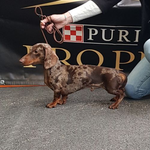 Magnifiques chiots teckels kaninchens/petits nains #1
