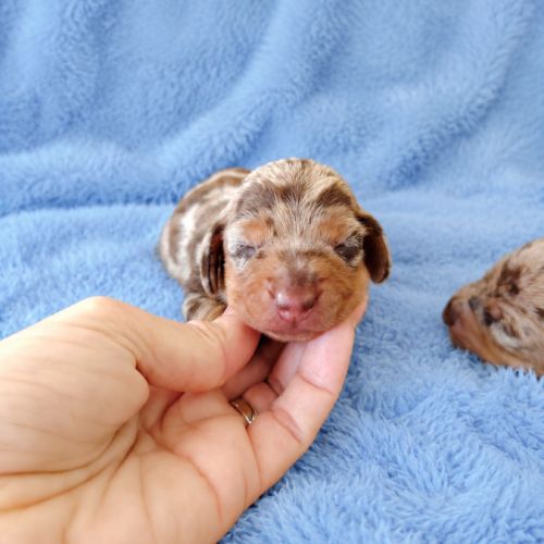 Magnifiques chiots teckels kaninchens/petits nains #4
