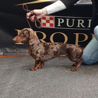 Magnifiques chiots teckels kaninchens/petits nains #1