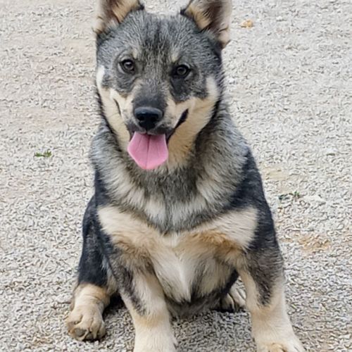 Magnifique chiot spitz de visigoths #0