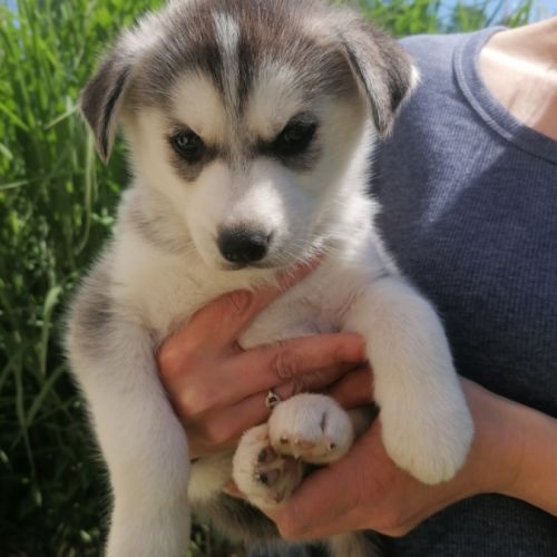 Chiots huskys à réserver #1