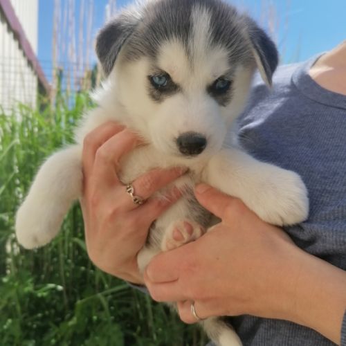 Chiots huskys à réserver #2