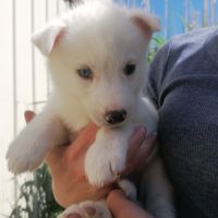 Chiots huskys à réserver #4