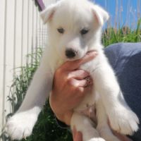 Chiots huskys à réserver #5