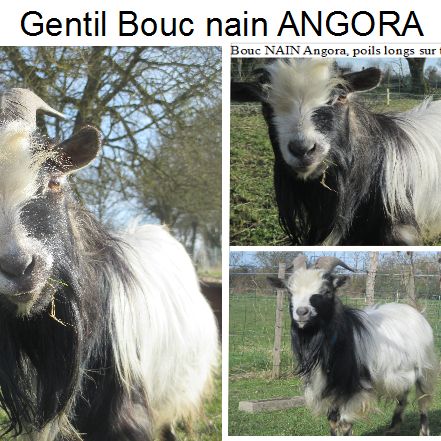 Jeune bouc nain, poils longs