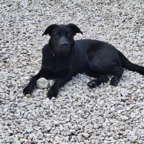 Chien sam à l adoption #0
