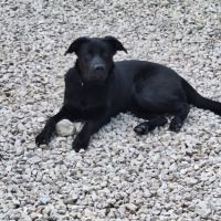 Chien sam à l adoption