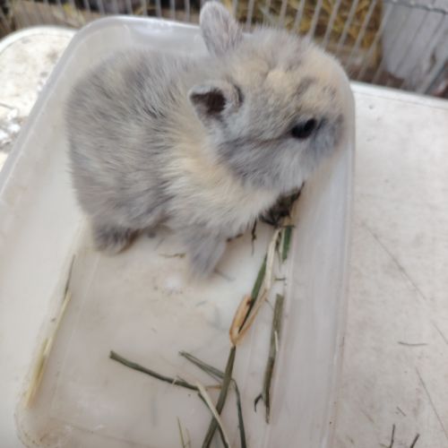 Lapin nain 2 mois #1