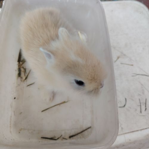Lapin nain 2 mois #3