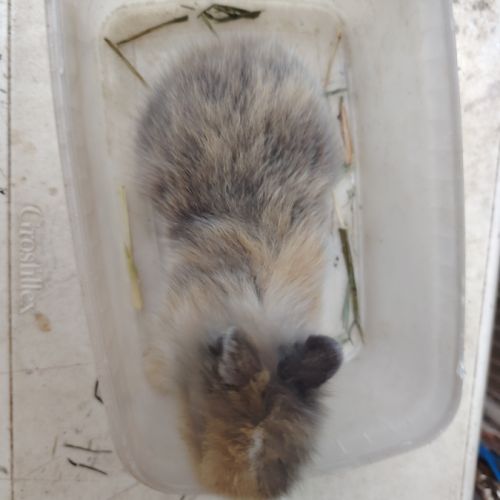 Lapin nain 2 mois #5