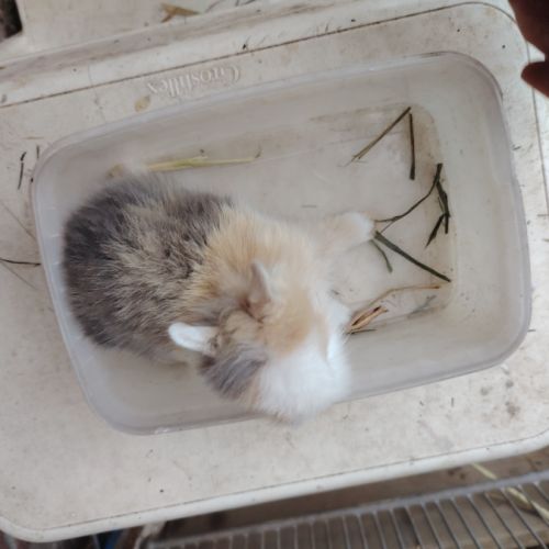 Lapin nain 2 mois #6