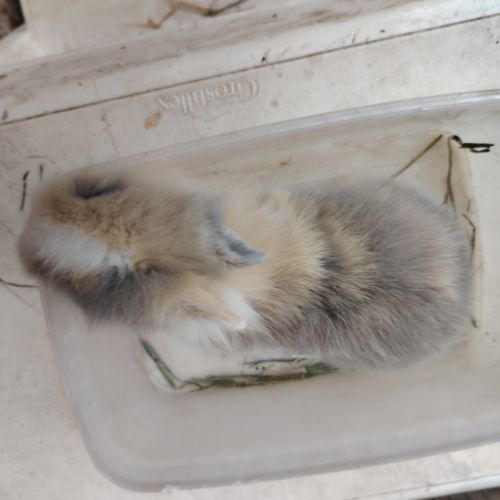 Lapin nain 2 mois #7