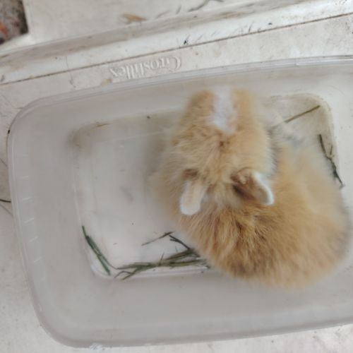 Lapin nain 2 mois #8