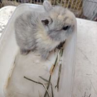 Lapin nain 2 mois #1